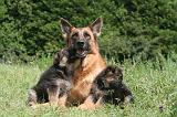 BERGER ALLEMAND 1218